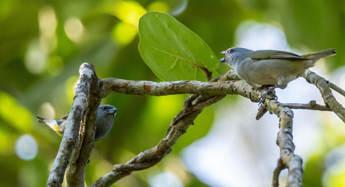 Jamaican Euphonia - ML634492171