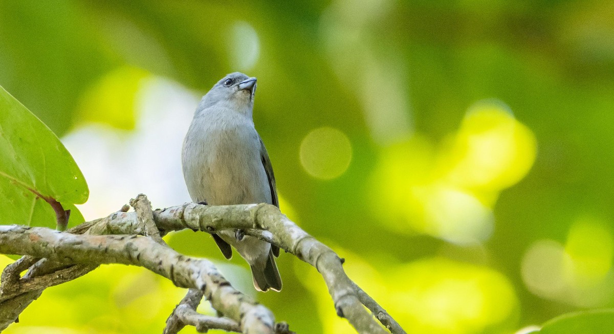 Jamaican Euphonia - ML634492172