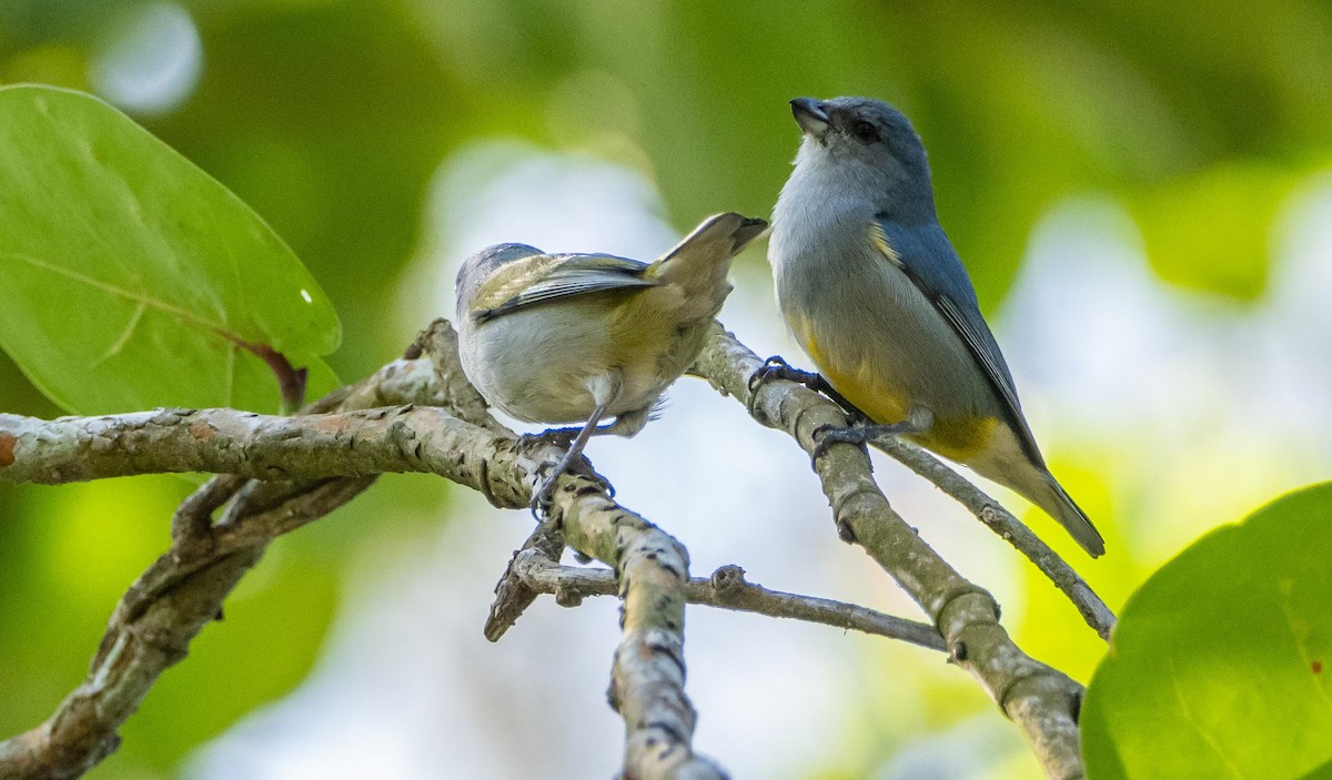Jamaican Euphonia - ML634492173