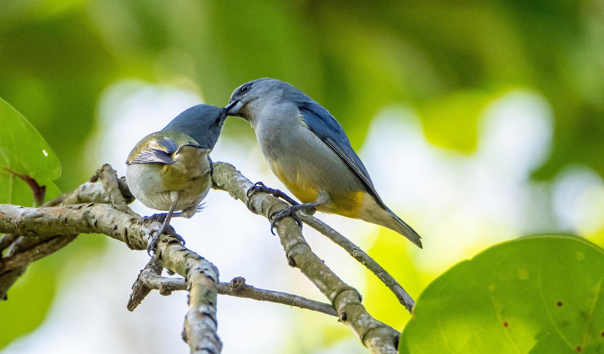 Jamaican Euphonia - ML634492174