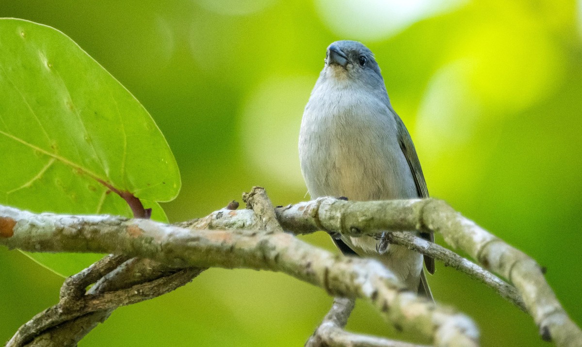 Jamaican Euphonia - ML634492176