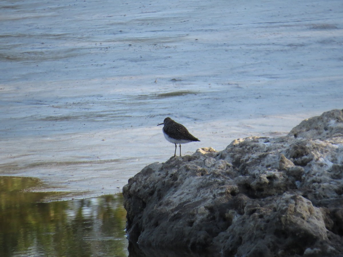 Solitary Sandpiper - ML634492230