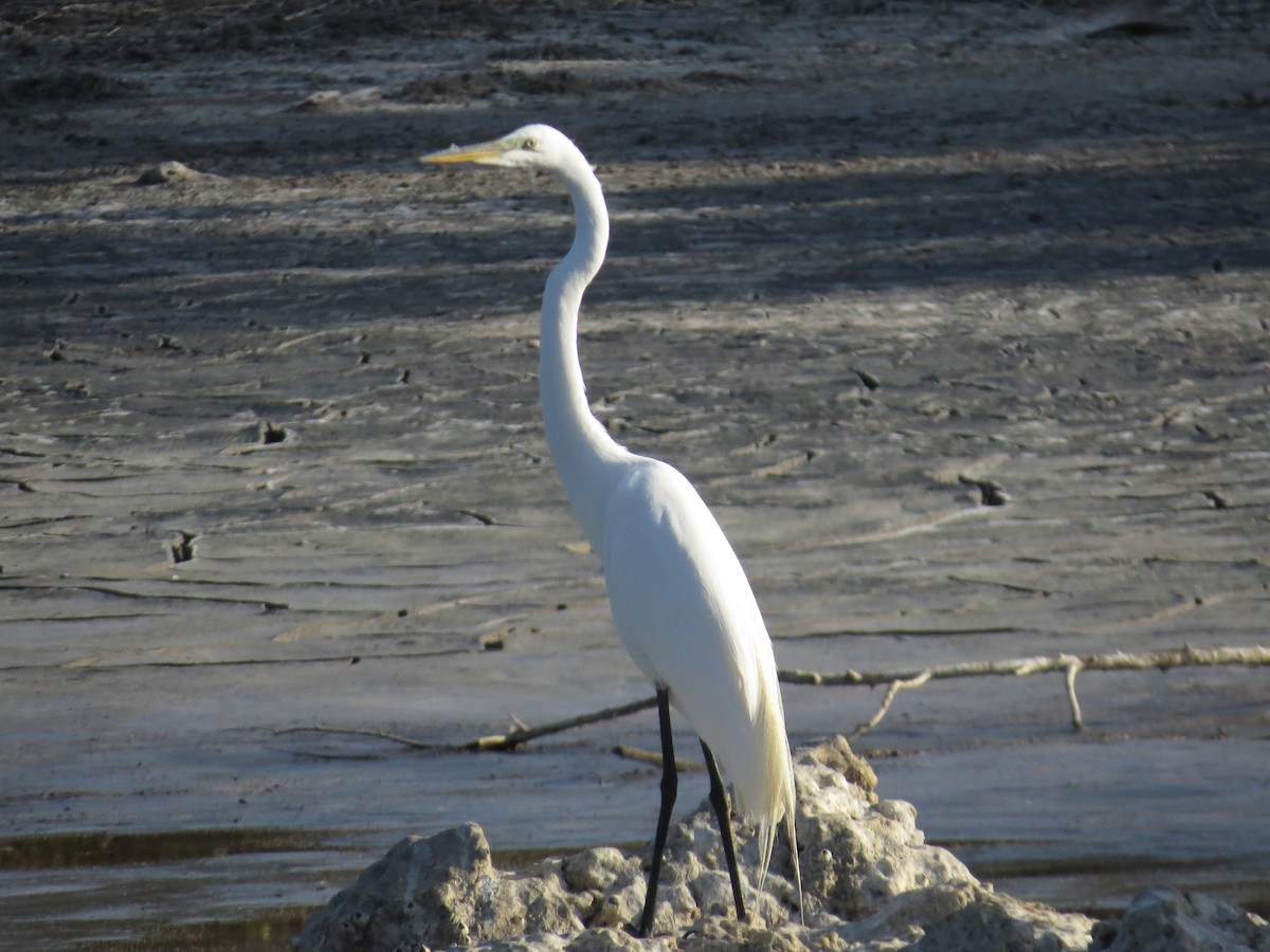Great Egret - ML634492233