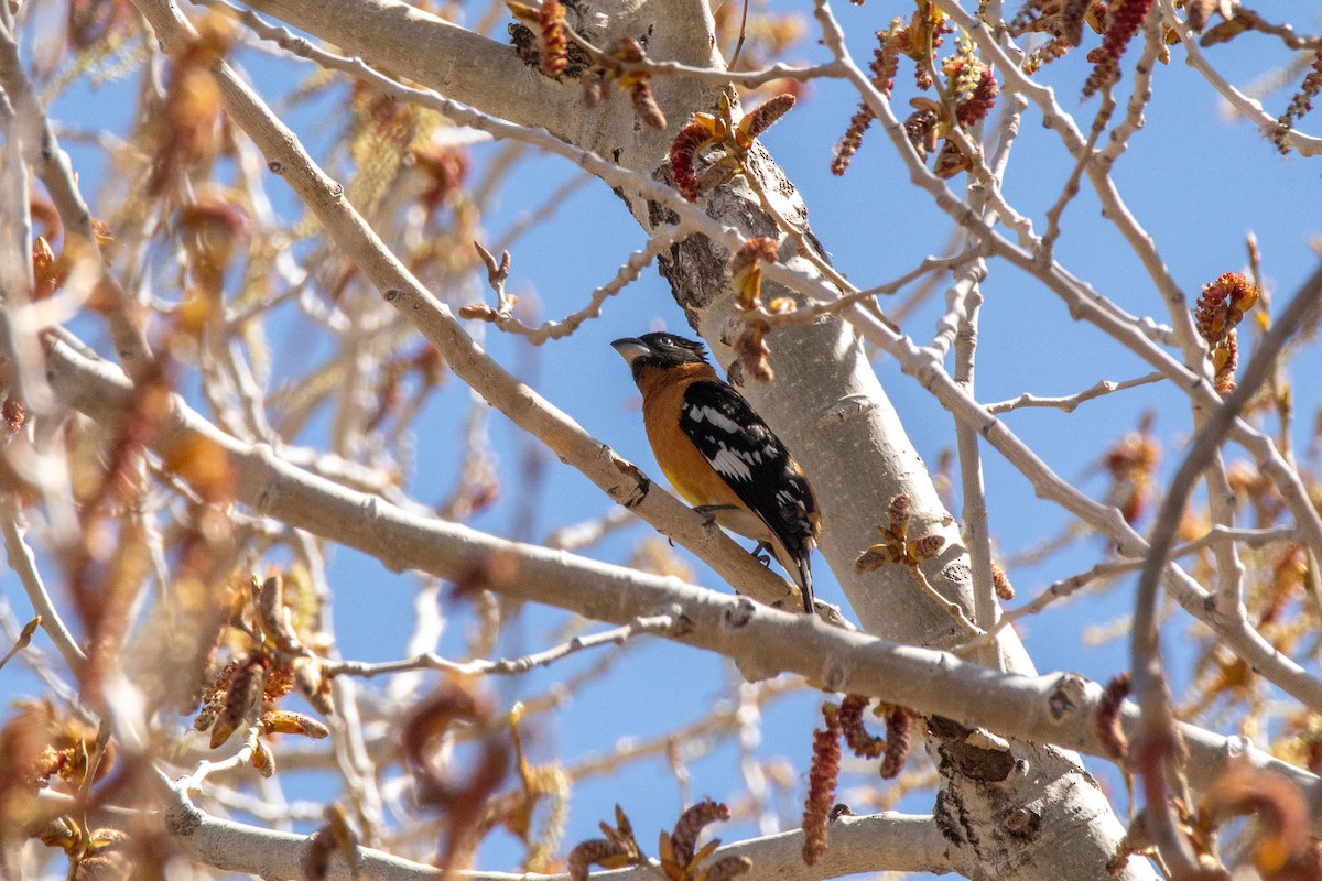 Black-headed Grosbeak - ML634492238