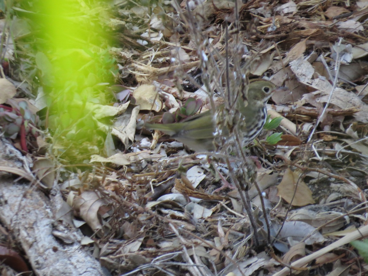 Ovenbird - ML634492244