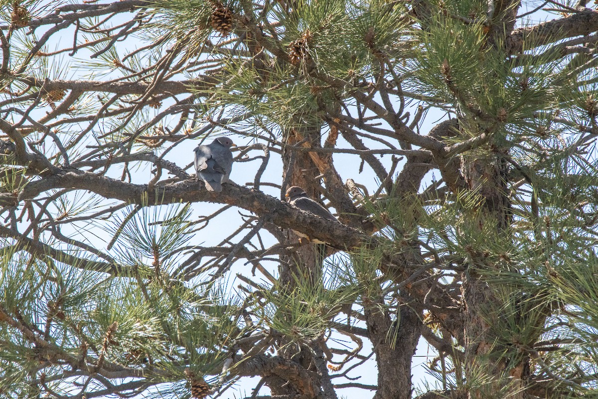 holub pruhoocasý - ML634492267