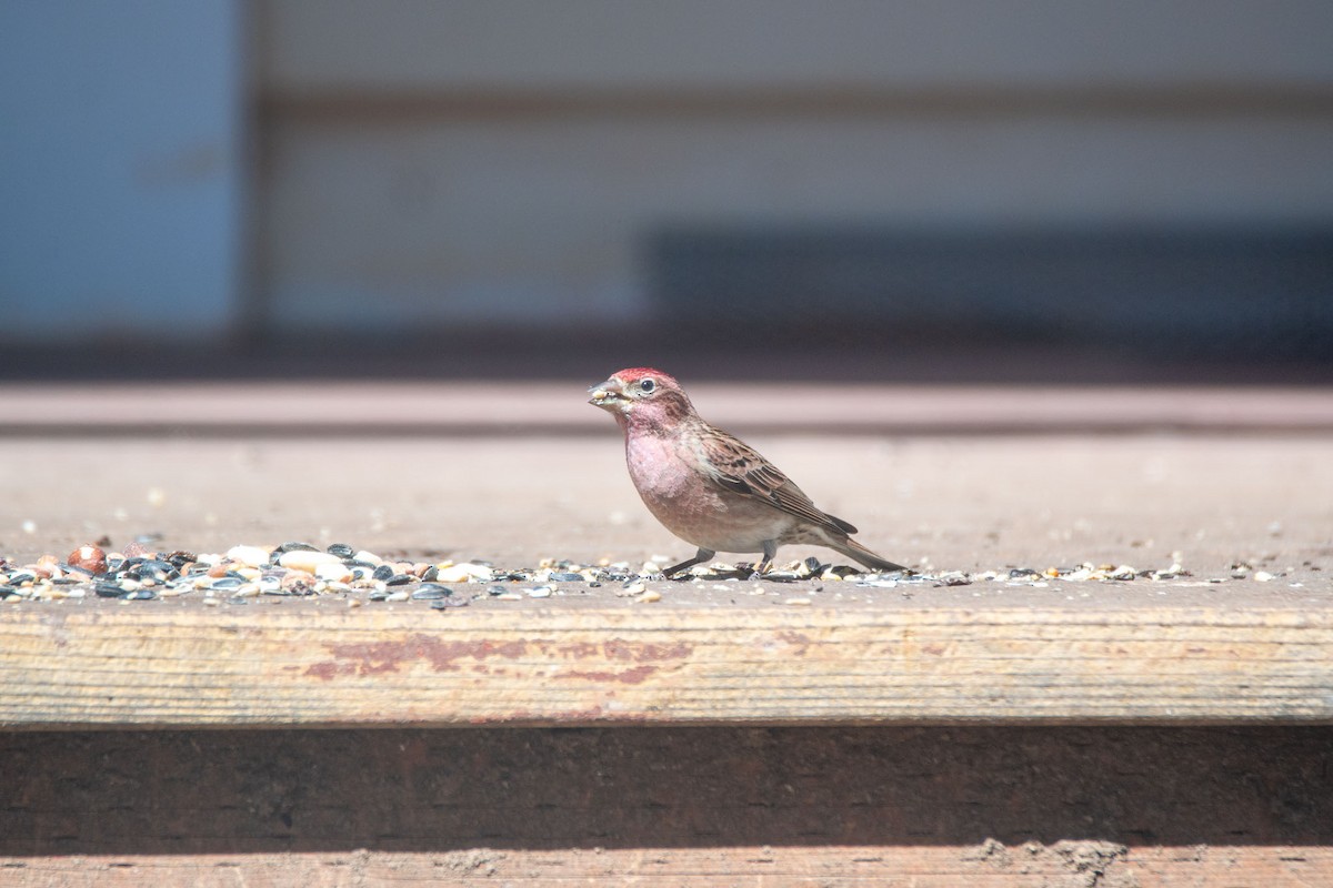 hýl rudokorunkatý - ML634492284