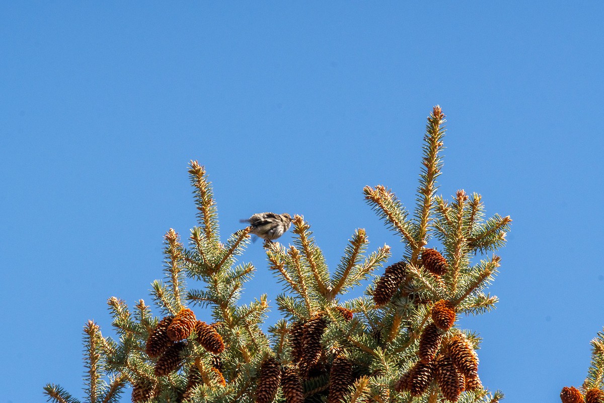 čížek severoamerický - ML634492299