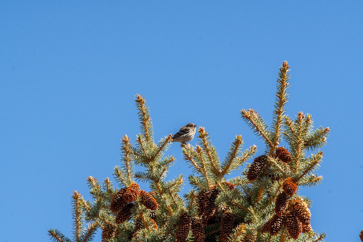 čížek severoamerický - ML634492300