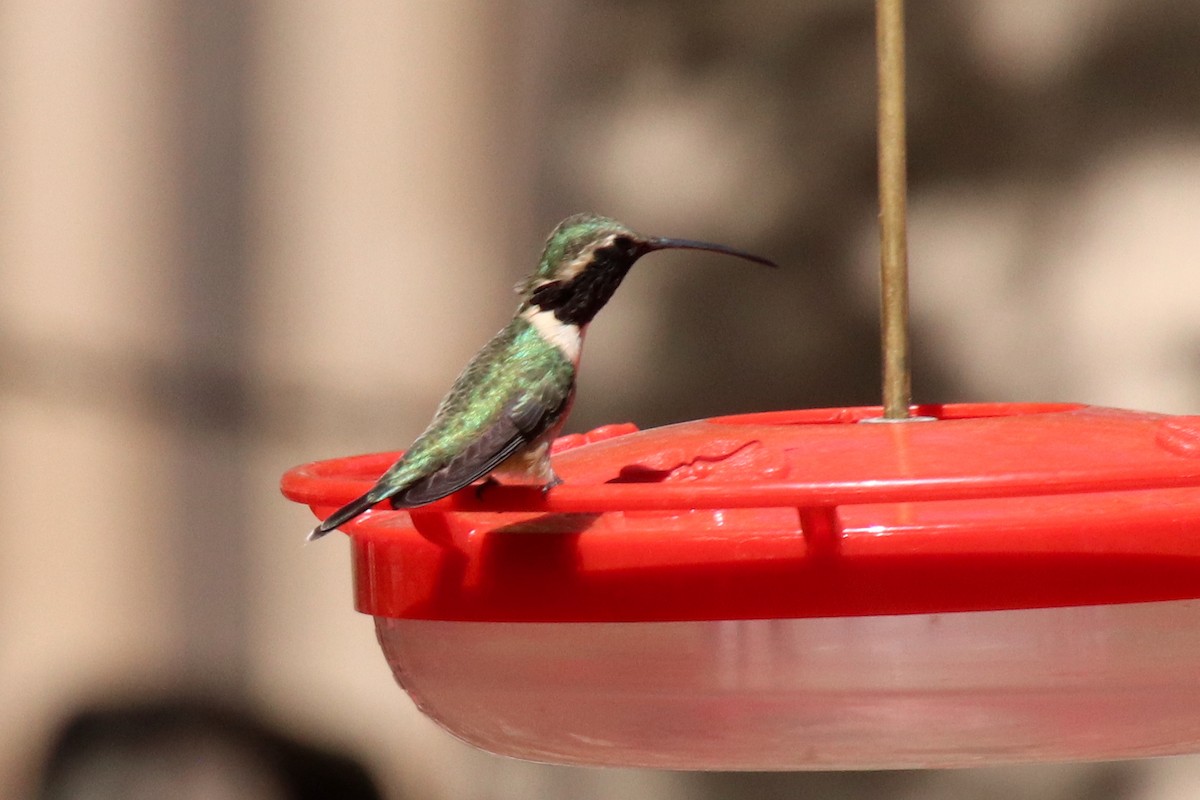 Lucifer Hummingbird - ML634492304