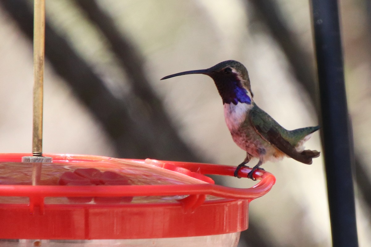 Lucifer Hummingbird - ML634492305