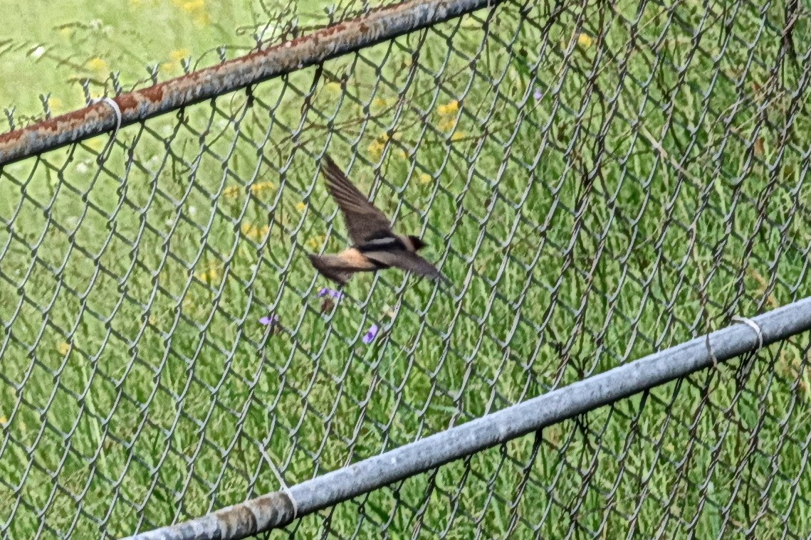 Cliff Swallow - ML634492312