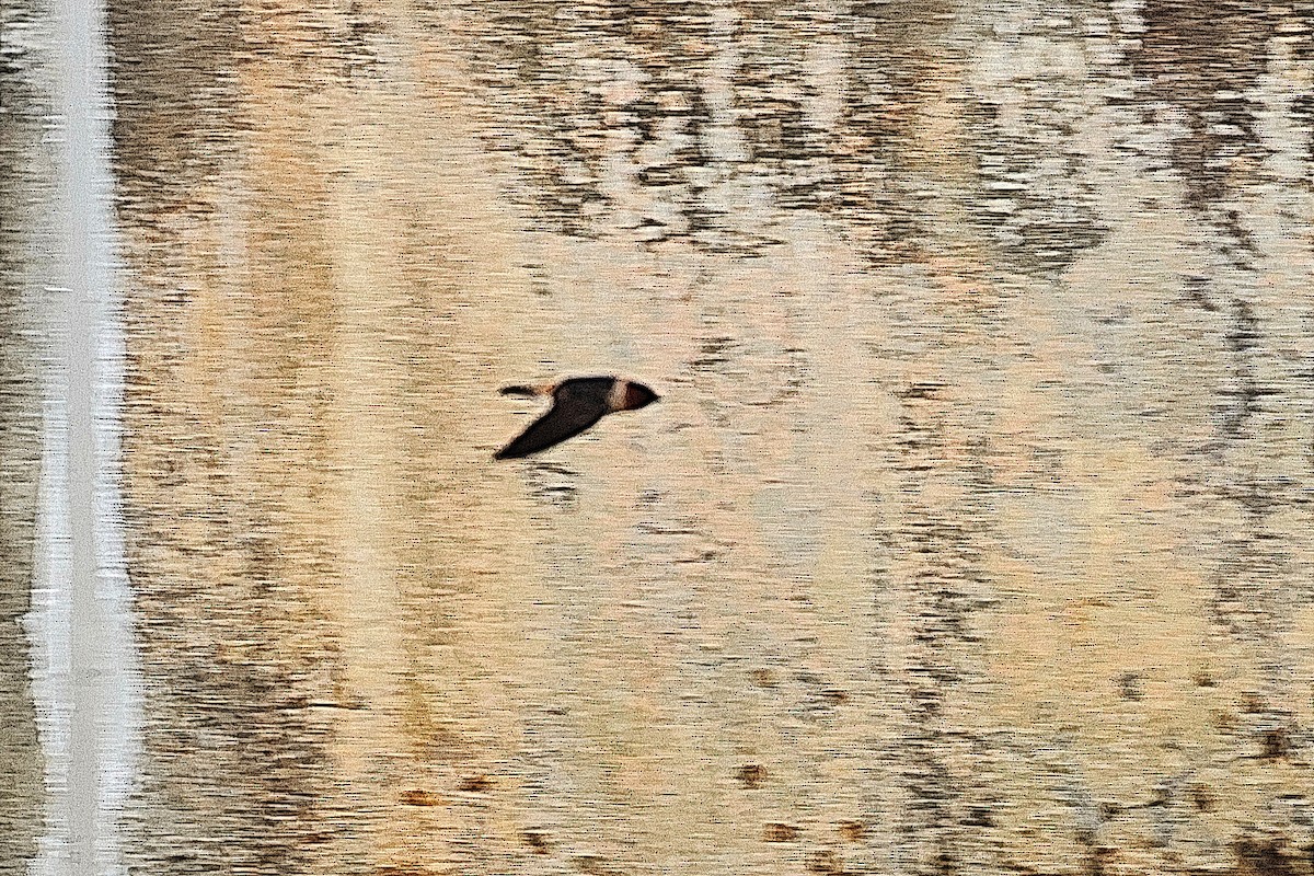 Cliff Swallow - ML634492313