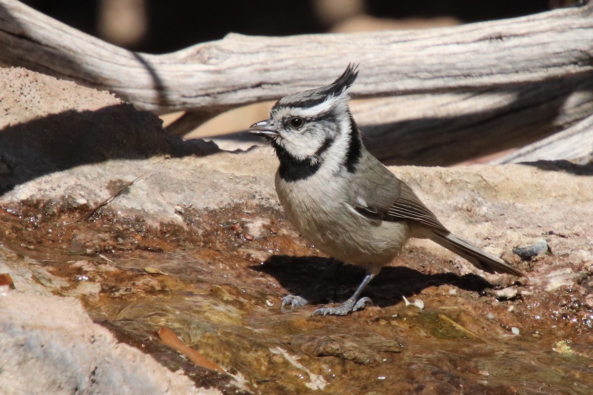 Bridled Titmouse - ML634492324