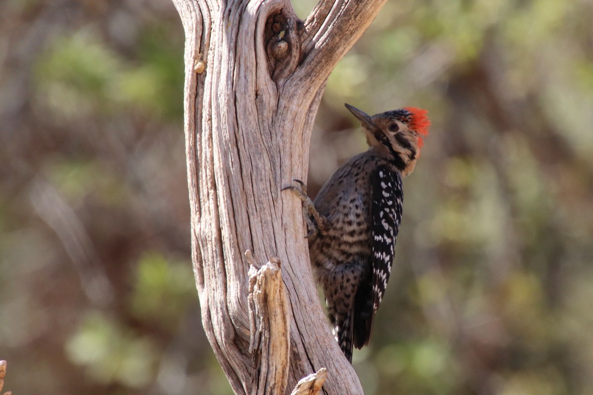 Ladder-backed Woodpecker - ML634492332