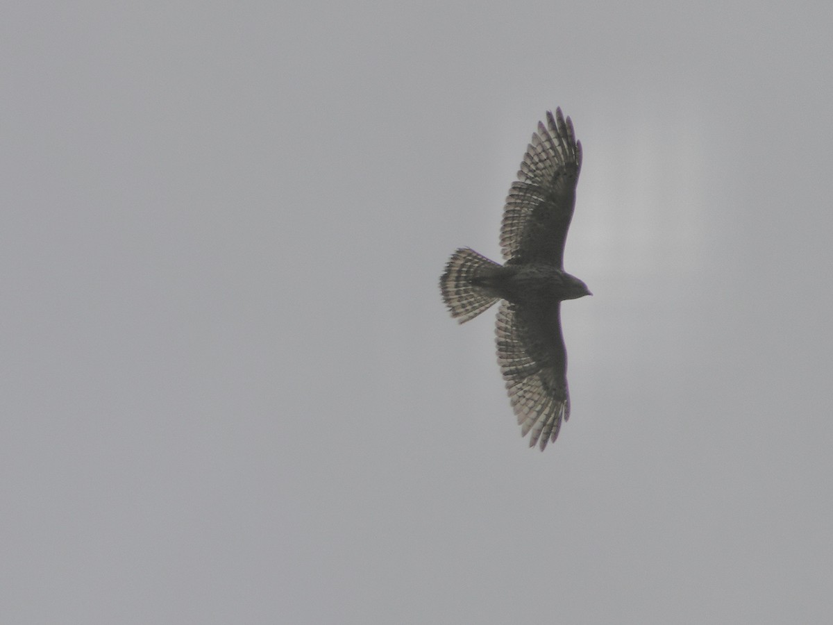 Канюк ширококрилий - ML634492354