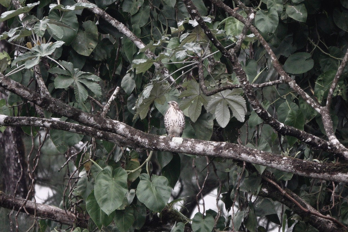 Канюк ширококрилий - ML634492356