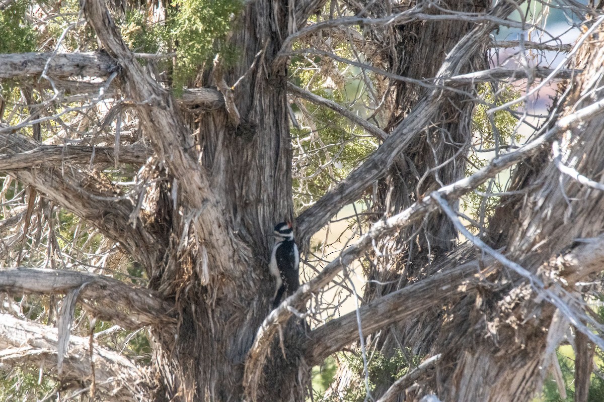 strakapoud americký - ML634492374