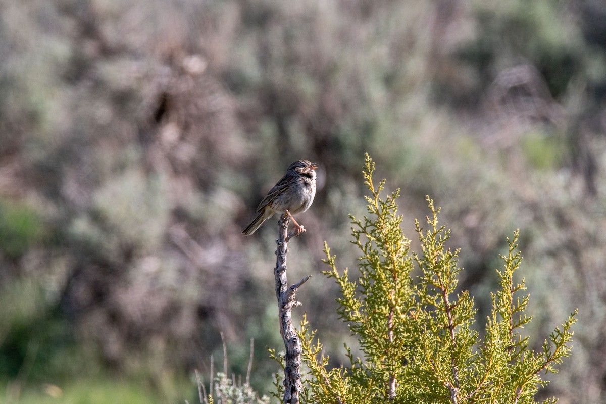 Vesper Sparrow - ML634492398