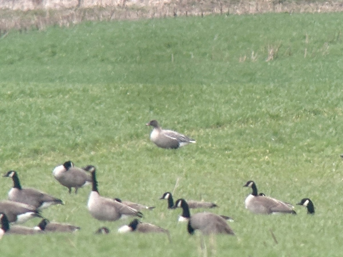 Pink-footed Goose - ML634492400