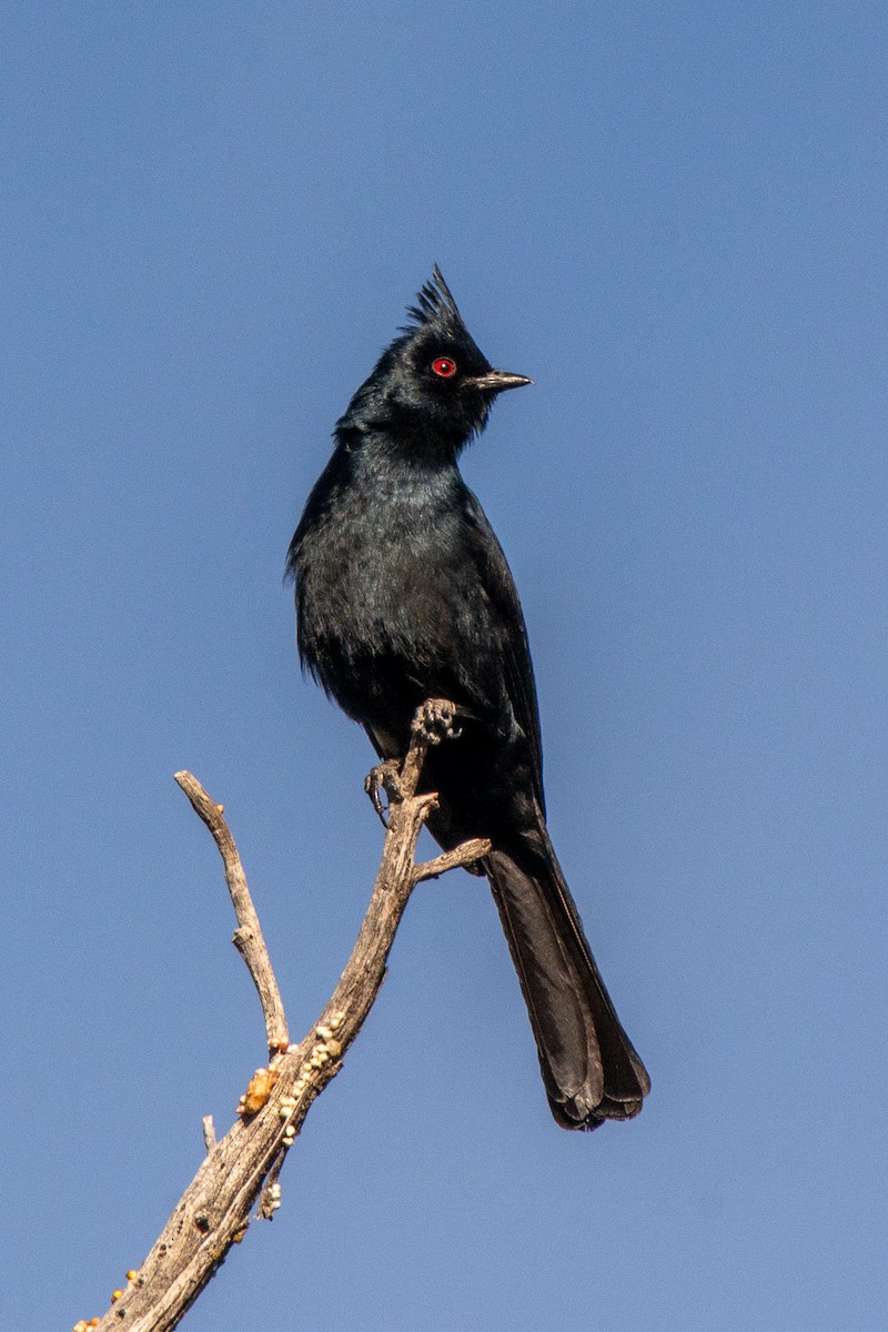 palmovník tmavý - ML634492459