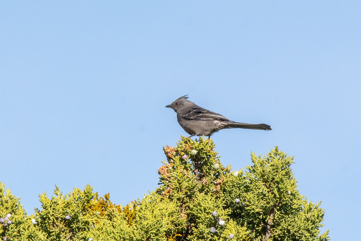 palmovník tmavý - ML634492460