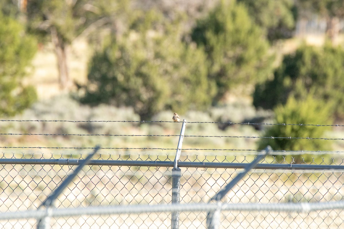 Say's Phoebe - ML634492492