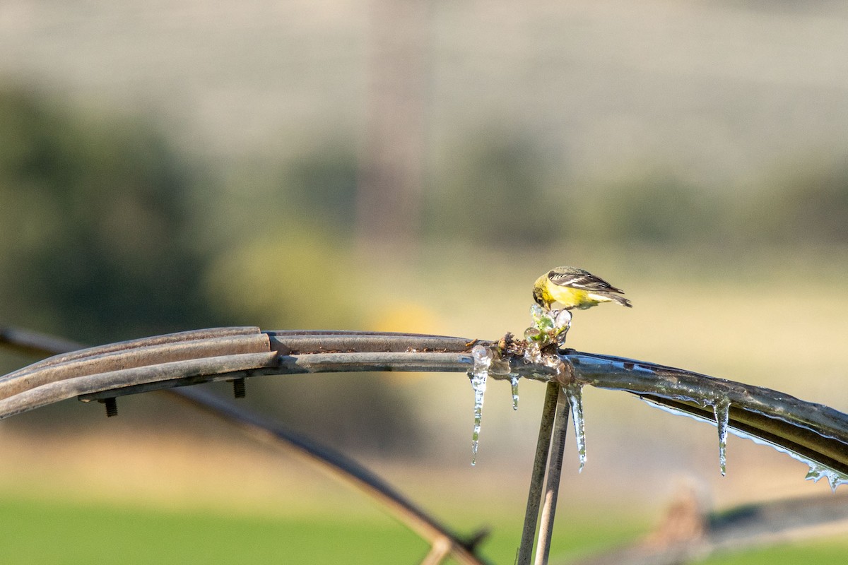 čížek mexický - ML634492506