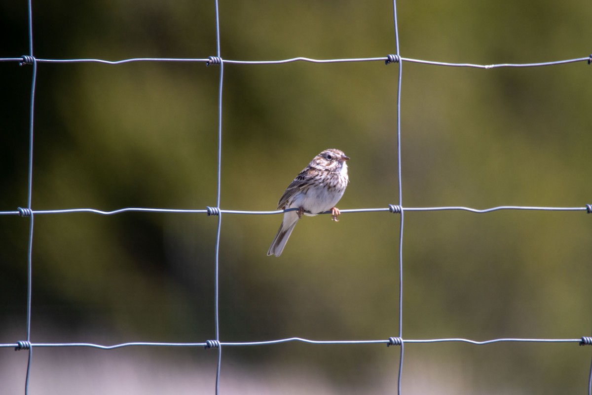 Vesper Sparrow - ML634492546