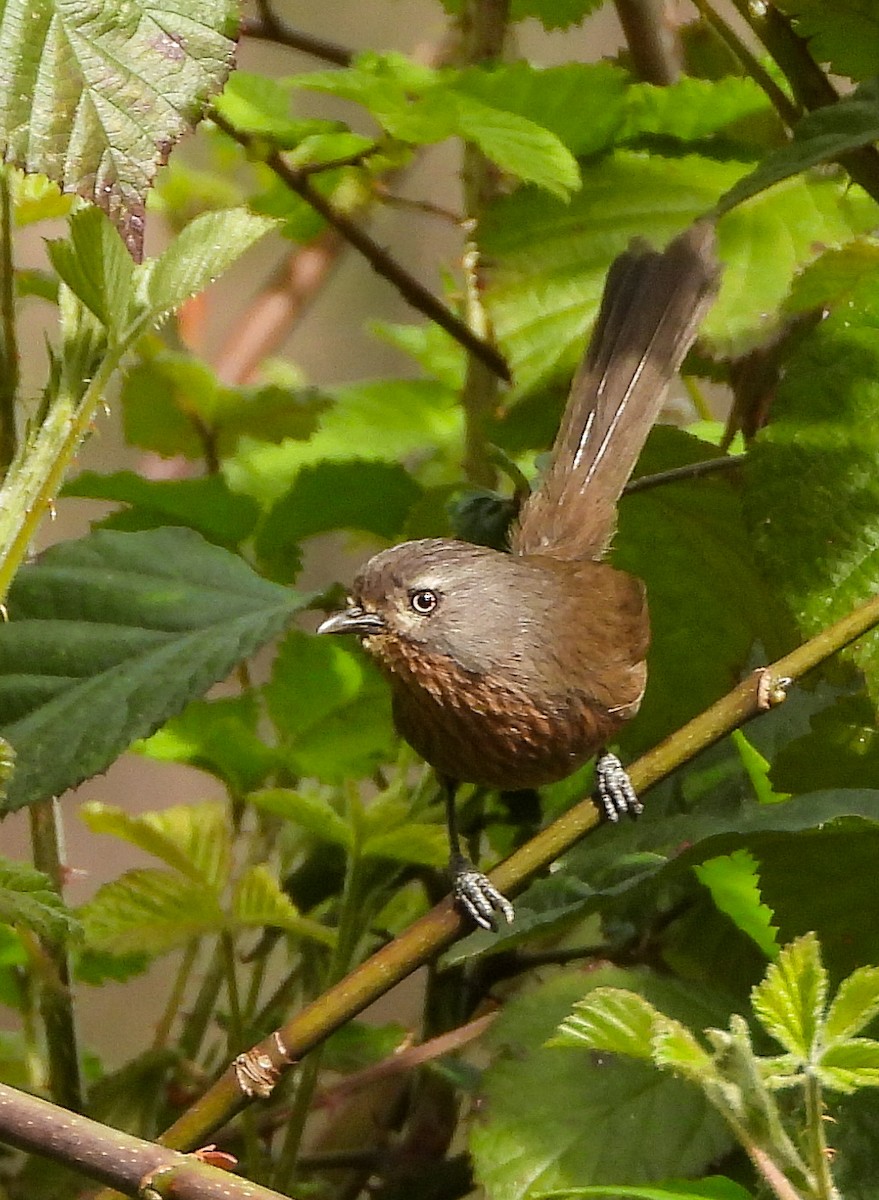 Wrentit - ML634492549