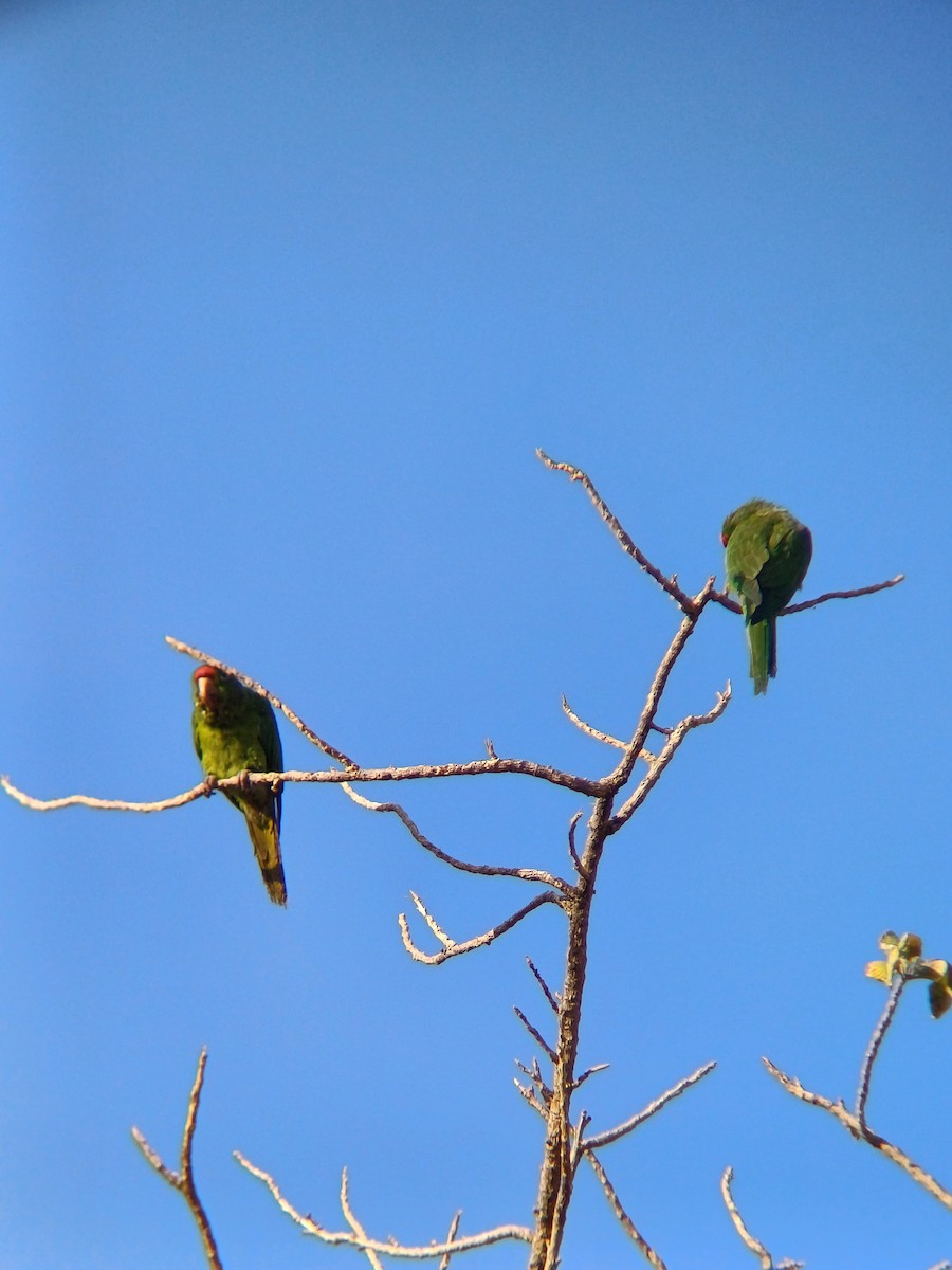 Crimson-fronted Parakeet - ML634492593