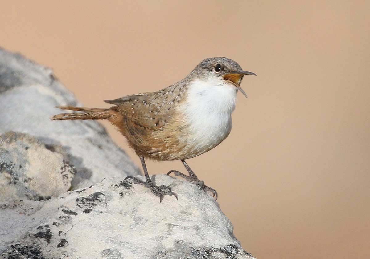 Canyon Wren - ML634492612