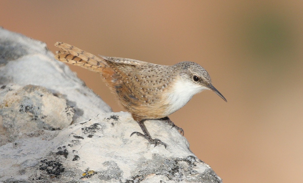 Canyon Wren - ML634492614