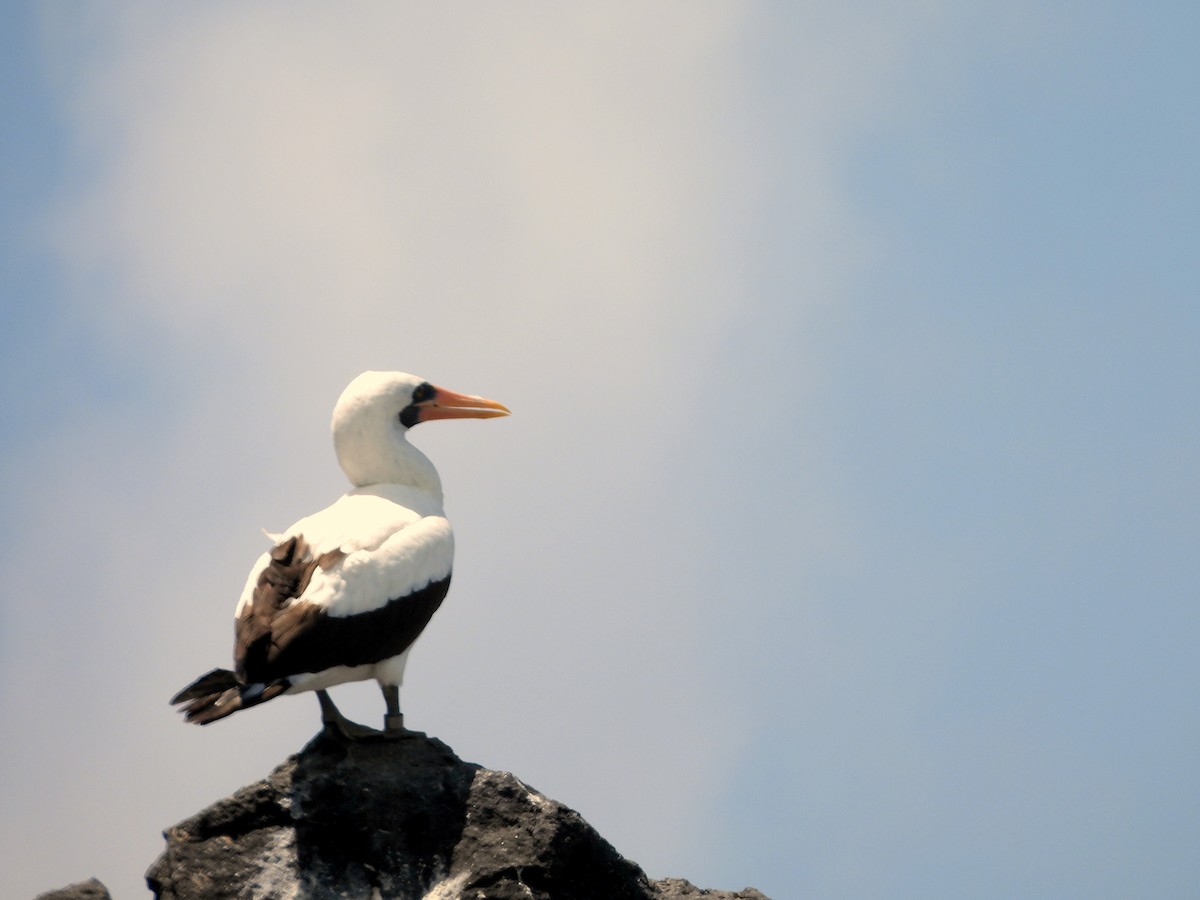 Nazca Booby - ML634492643