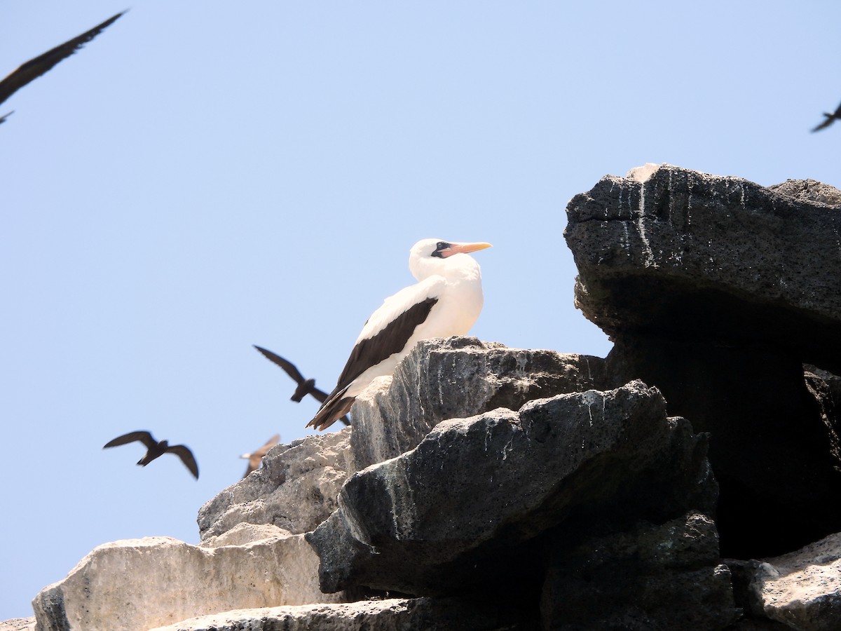 Nazca Booby - ML634492644