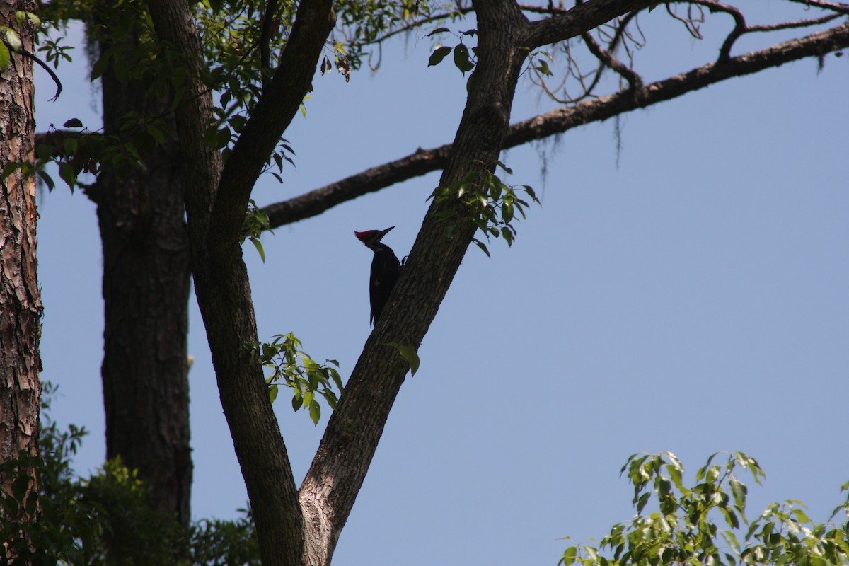 Pileated Woodpecker - ML634492712