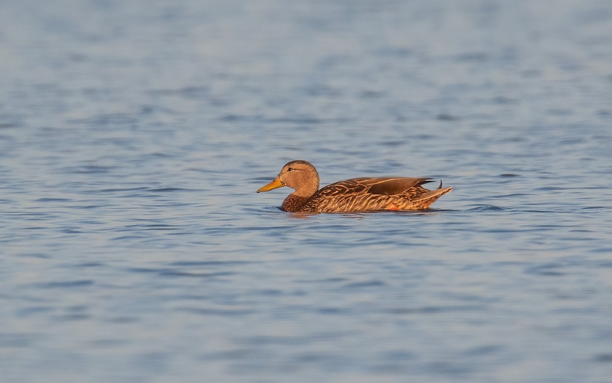 Mexican Duck - ML634492713