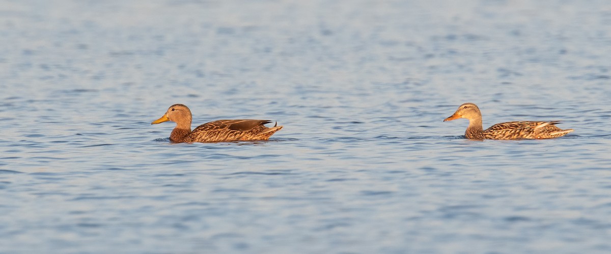 Mexican Duck - ML634492714
