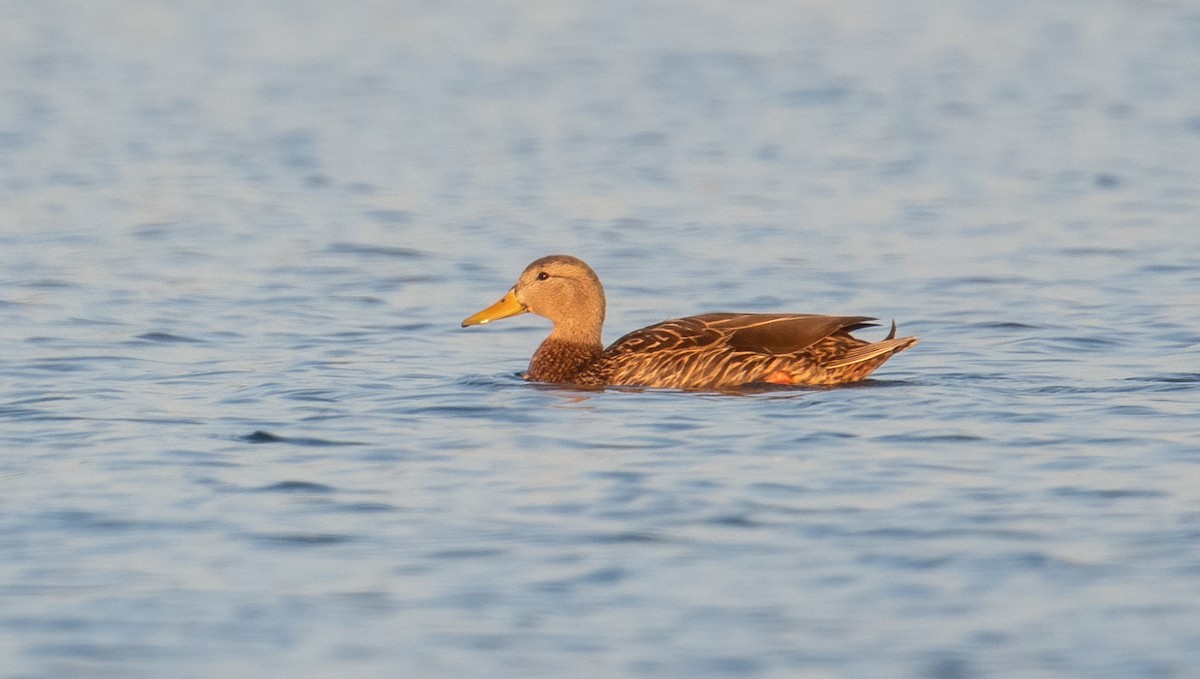 Mexican Duck - ML634492721
