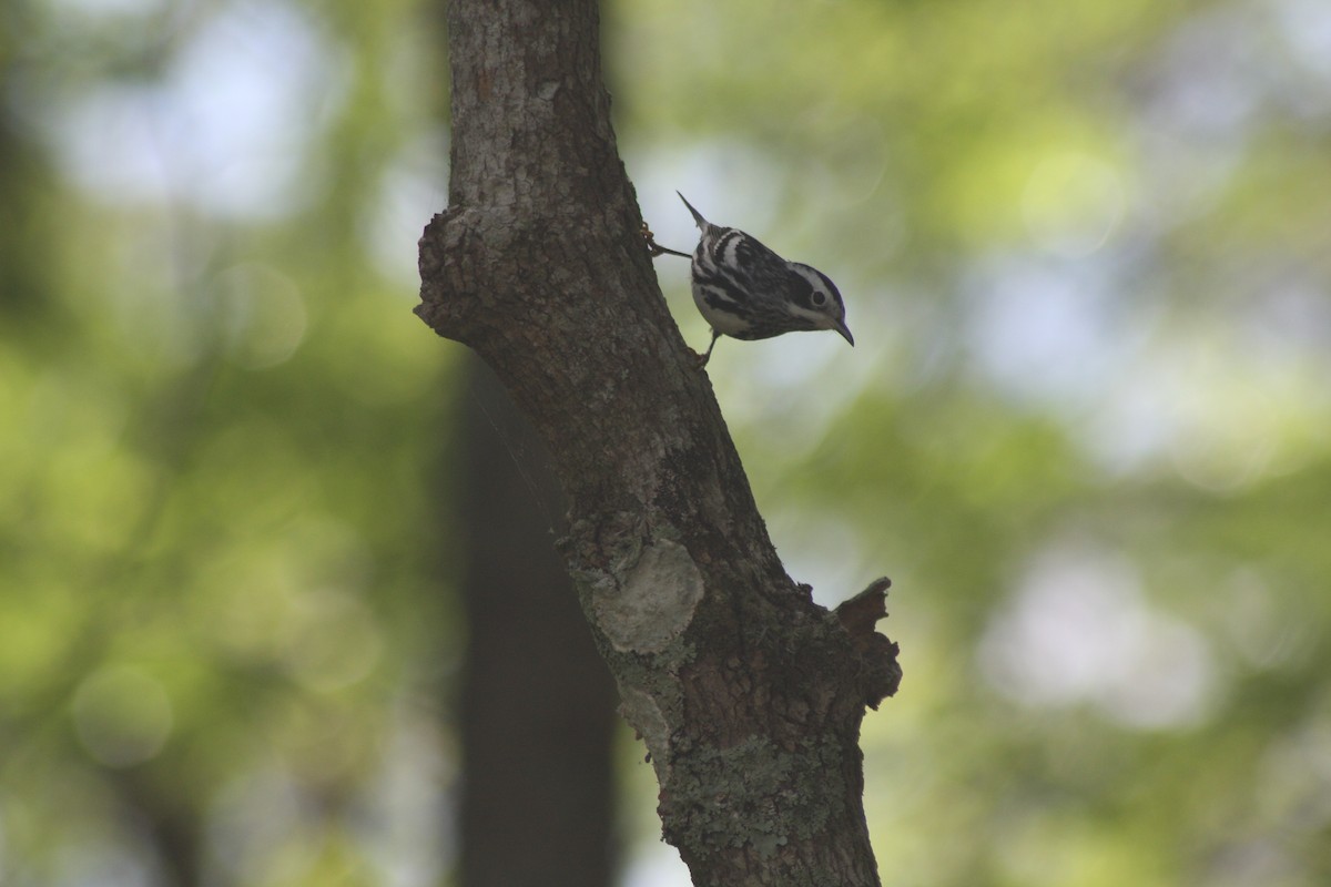 Black-and-white Warbler - ML634492723
