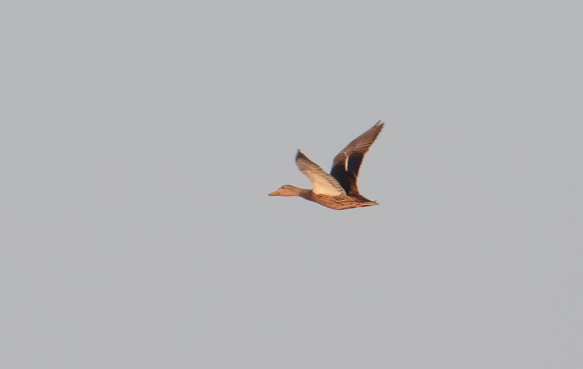 Mexican Duck - ML634492728