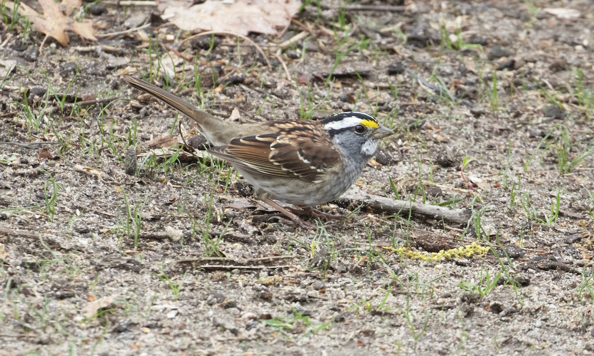 White-throated Sparrow - ML634492741