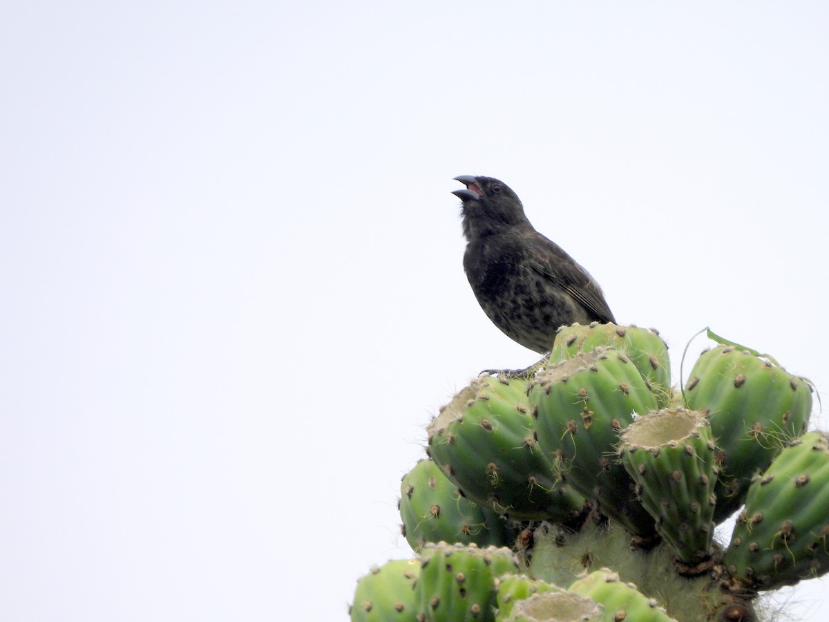 Common Cactus-Finch - ML634492927