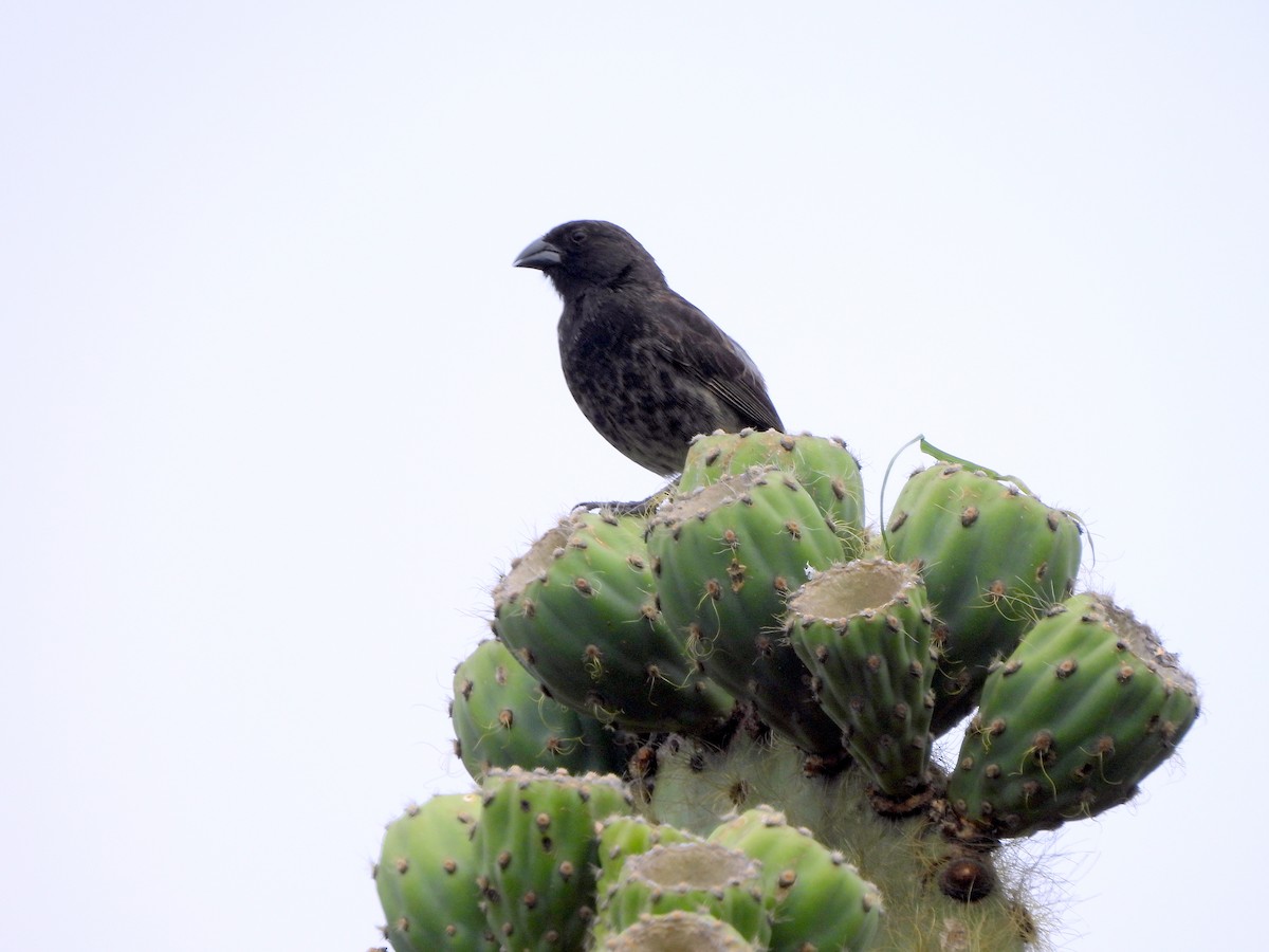 Common Cactus-Finch - ML634492928