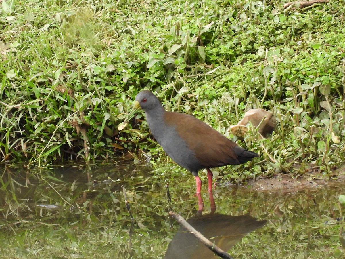 Blackish Rail - ML634492991