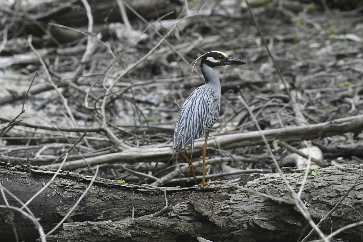 Yellow-crowned Night Heron - ML634493066