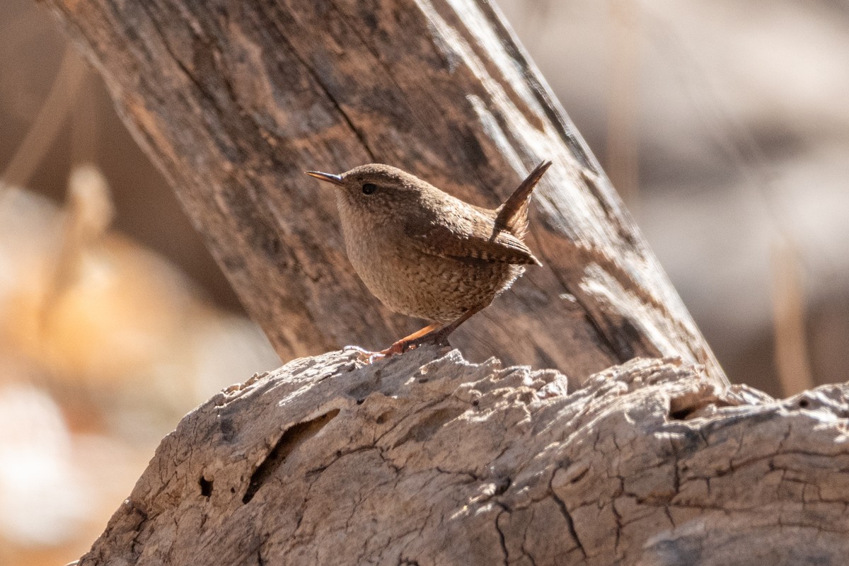 フユミソサザイ - ML634493259