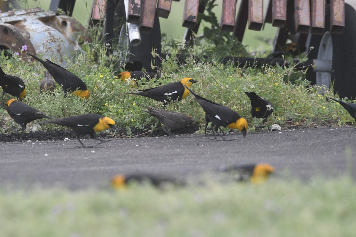 Yellow-headed Blackbird - ML634493277