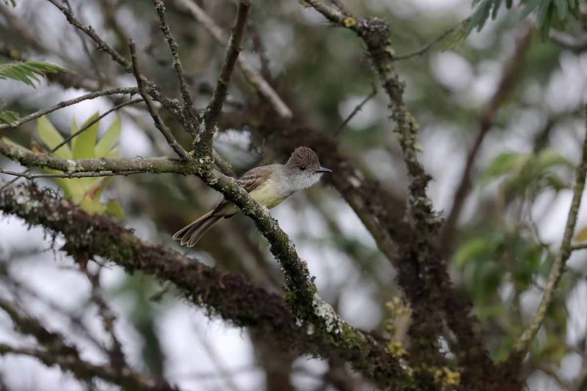 Dusky-capped Flycatcher - ML634493301