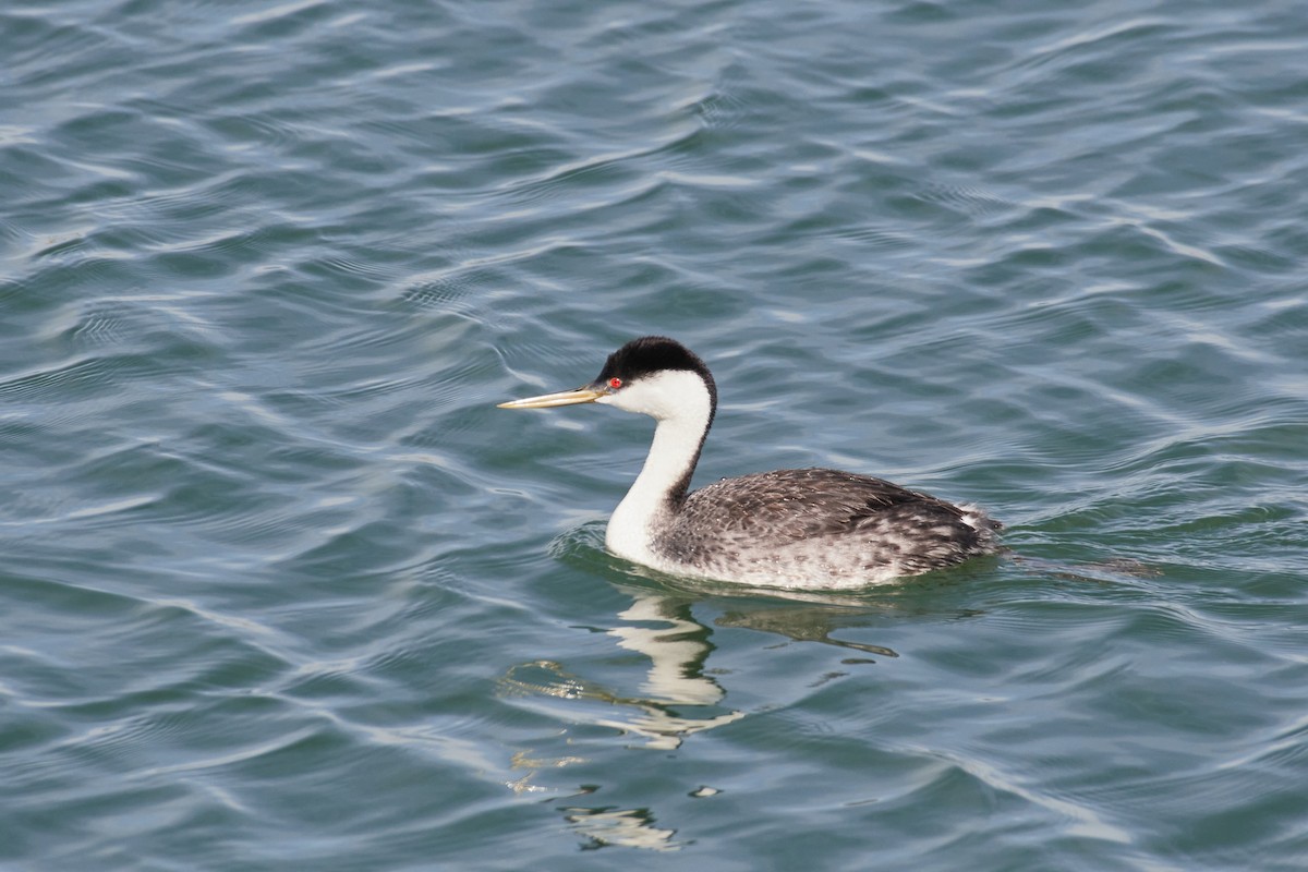 Western Grebe - ML634493331